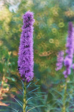 Bahçede mor çiçekler