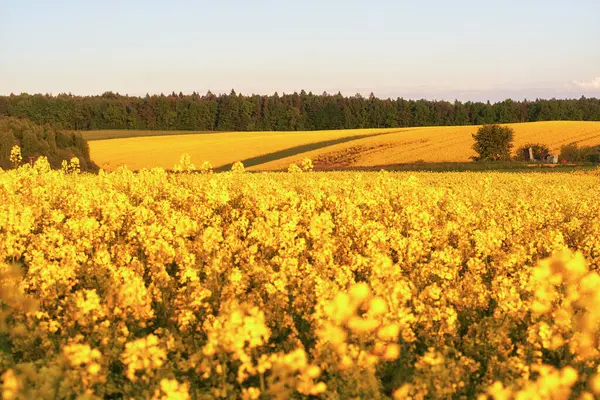Kırsal bölgedeki sarı tecavüz sahası, tarım arazisi.
