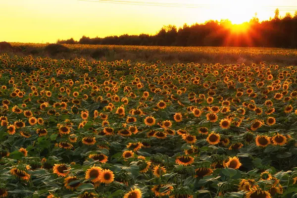Ayçiçeği tarlasında güzel bir gün batımı.