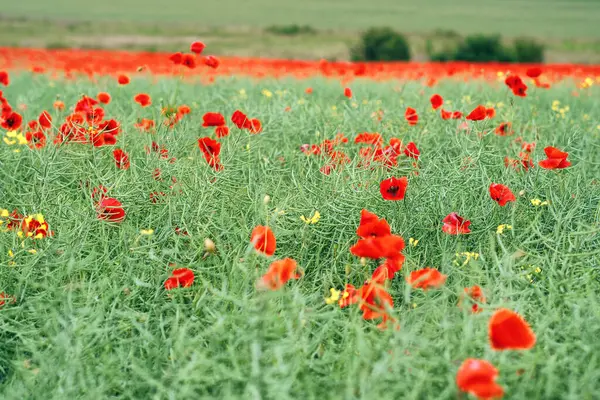 Kırmızı gelincikler tarlada