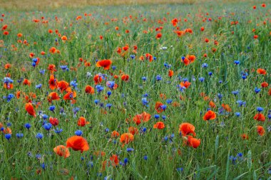 haşhaş bir çayırda