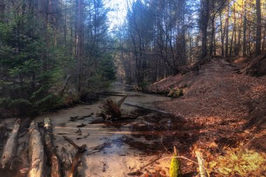 Ormanda akan bir nehrin güzel bir görüntüsü.