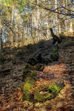 Ormandaki devrilmiş ağaç gövdesinin yakın çekimi.