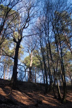 the beautiful forest in the mountains