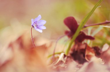 Bahçedeki güzel çiçekler