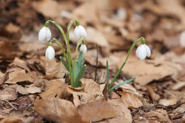                            Ormandaki mavi çiçek   