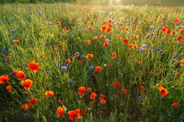 Kırmızı ve sarı haşhaş tarlada