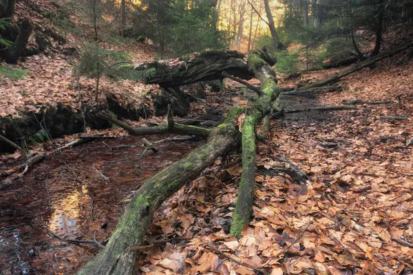 Ağaç ormanı olan güzel bir manzara