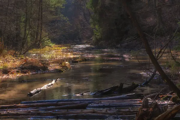 Nehir ve ağaçlarla dolu sonbahar ormanı