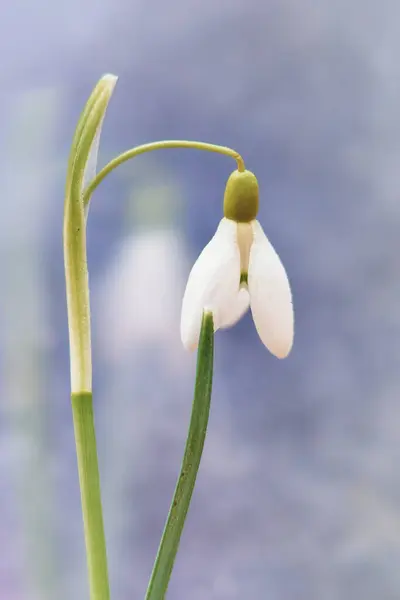                            Ormandaki mavi çiçek   