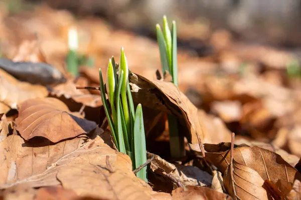 bahar çiçekleri ve yeşil yapraklar.