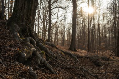 Ağaçlar ve yapraklarla dolu sonbahar ormanı