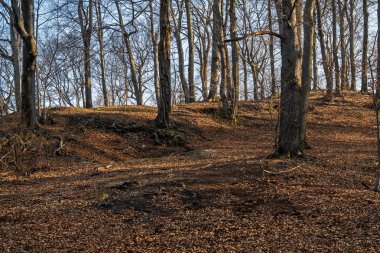Ormanda sonbahar ağaçları