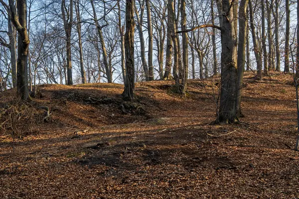Ormanda sonbahar ağaçları