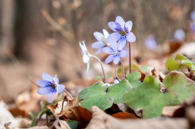 Ormanda bahar çiçekleri.