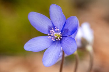 Ormandaki mavi çiçek