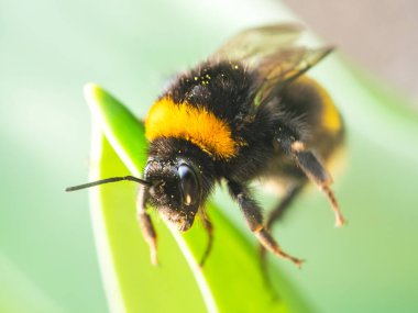 Arı yeşil yaprağın üzerinde oturuyor, kapat