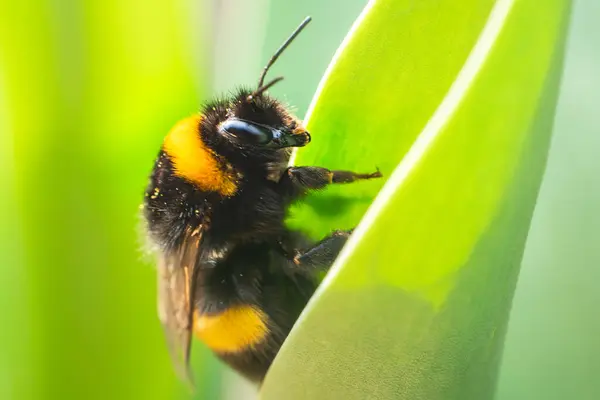 Yeşil yapraklı bir arı