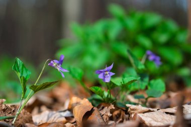 Orman katta mavi çiçekler