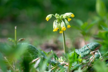 Ormanda bahar çiçekleri