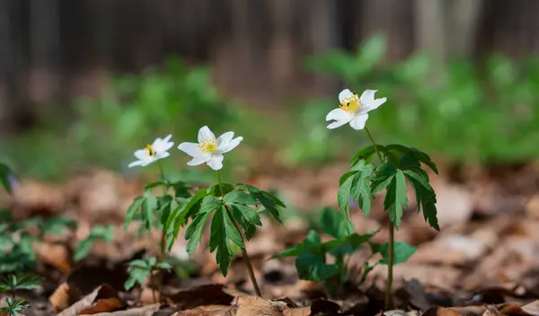 İlkbaharda ormanda beyaz çiçekler