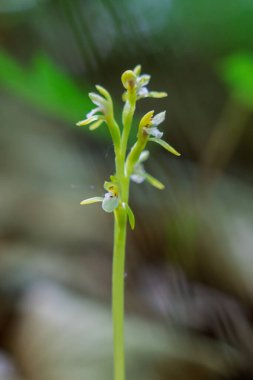 Orkide CORALLORHIZA TRIFIDA Ormanda