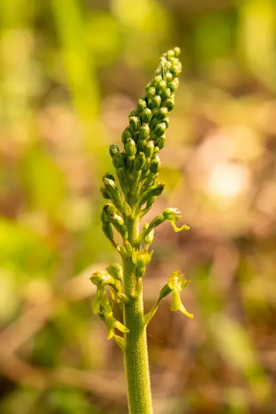 Orkide Listera ovata ormanda
