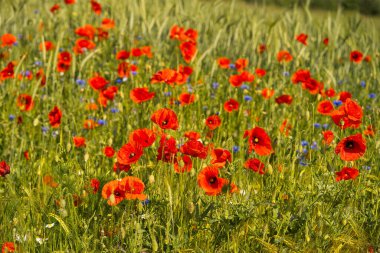 Yazın parlak kırmızı gelincik çiçekleri.
