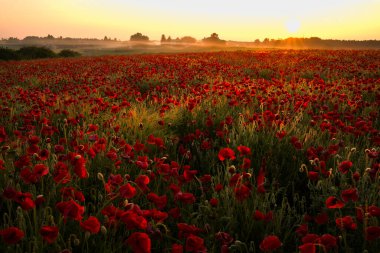 Yazın gelincikli tarla