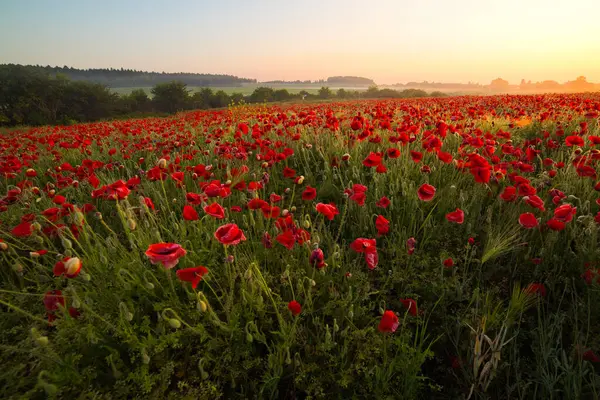 Gün batımında kırmızı haşhaş alan