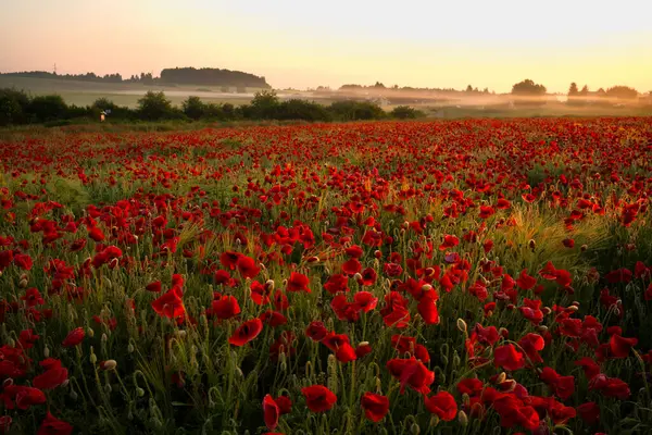 Sabahları buğday tarlasında haşhaş