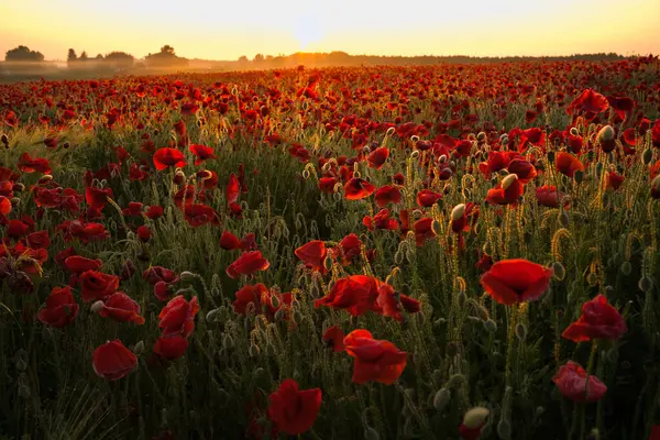 Sabah kırmızı haşhaş tarlası
