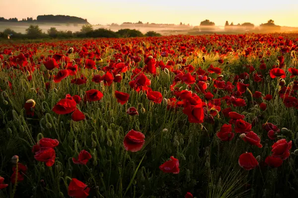 Kırmızı gelincikler tarlası