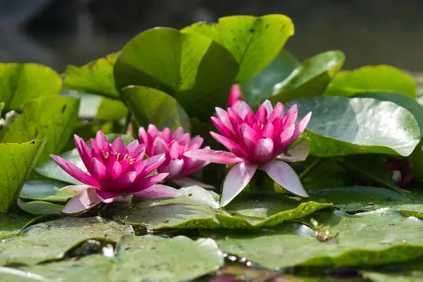 Gölette pembe nilüfer çiçeği