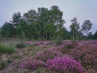 Ormanda güzel çiçekler