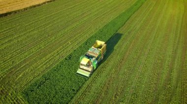 Modern hasatçılar yeşil tarım alanında çalı fasulyesi topluyor. Fasulye toplamak için modern tarım kompleksi makineleri
