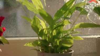 Sprey şişeden ev çiçeklerine güneş ışığı püskürterek su püskürtmek. Çiçekleri suluyorum. Evde bahçıvanlık. Bitkilerin bakımı.