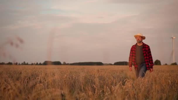 农场主走在麦田里察看种植的麦片 专业农学家检查自己的农田 观察金色落日下的大麦穗 农艺学 农场经营和有机生产方面的工作 — 图库视频影像