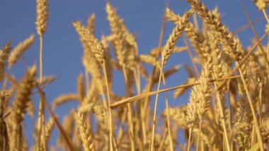 Mavi Gök Arkaplanı olan yakın çekim buğday tarlası. Resmedilmiş mavi gökyüzünün altında büyüyen kırsal tarım ürünleri. Çiftlik, çiftlik, kırsal alan