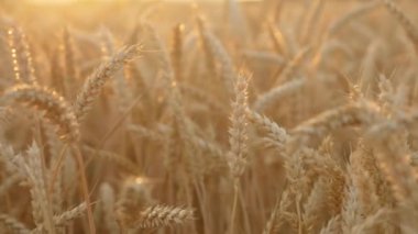 Gün batımında hafif rüzgârda buğday kulakları hasat mahsulüne hazır, kulaklarında olgun arpa tohumları. Tarımsal çiftlikte iş ve üretim için organik ekolojik biyolojik gıda üretimi.