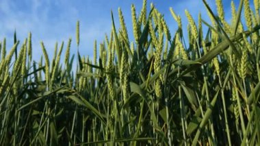 Tarımsal alanda buğday tohumu büyümesi yakın mesafede. Mavi gökyüzünün altında yumuşak bulutlu tarım ürünleri. Bereketli toprak, hasat festivali, mahsul verimi. Tarım endüstrisi