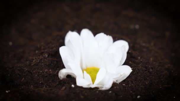 Крупный План Белый Цветок Прорастает Через Землю Распространяя Свои Нежные — стоковое видео