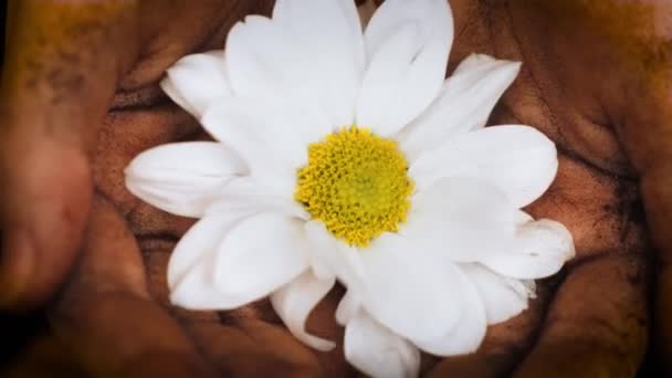 Kobieta Cieszy Się Pierwszy Dorosły Kwiat Kręci Płatki Brudnych Ziemi — Wideo stockowe