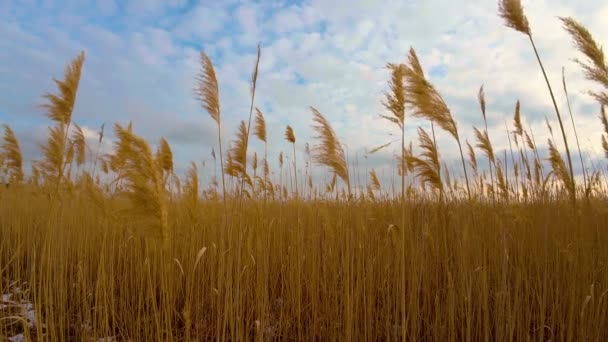 Blowing Wind Causes Tall Grass Field Sway Dry Reeds Move — Stock Video