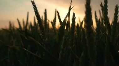 Günbatımı güneş ışınları buğday dikenlerinin arasından geçiyor. Ekmek yapmak için olgunlaşmış mısır gevreği tarlası. Çiftlik, çiftlik, kırsal alan