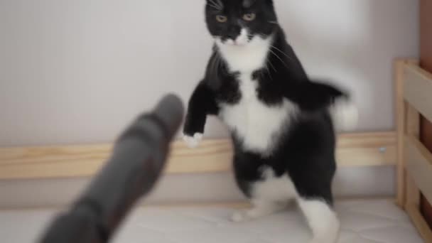 年轻的黑猫害怕用吸尘器打架 用爪子嘶嘶声和拍打管子 快乐的宠物生活 — 图库视频影像