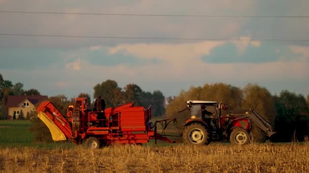 사탕무 수확을위한 수확기가있는 트랙터는 분야에서 일하고 있습니다 분야에서 — 비디오