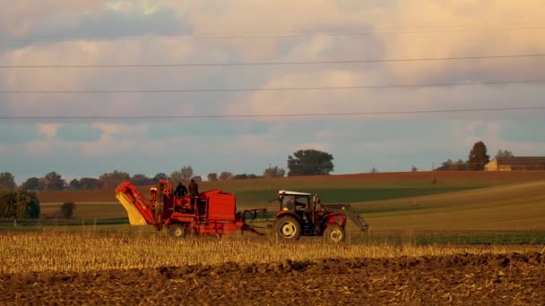 Traktor Mähdrescher Aktion Erntet Zuckerrüben Herbst Feldarbeit Landwirtschaftliches Geschäft Mit — Stockvideo
