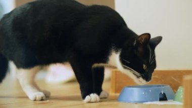 Süt içen komik siyah beyaz steyşın kedi. Aile evcil hayvanları.