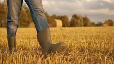 Erkek çiftçi gün batımında hasat edilen buğday tarlaları boyunca kauçuk botlar giyer. Tarım konsepti. Hasat edilen buğday tarlasında lastik çizmeli çiftçi